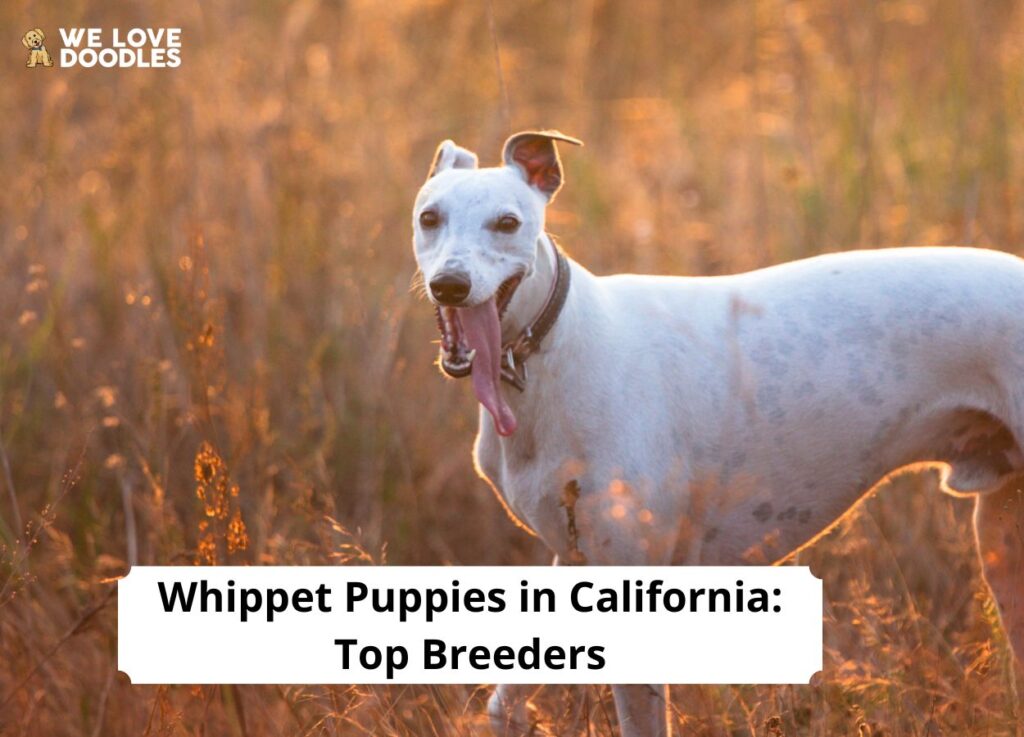 Whippet Puppies in California Top 6 Breeders! (2024) We Love Doodles