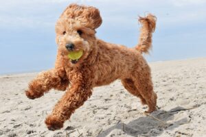 Who Bred the First Goldendoodle
