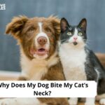 Why Does My Dog Bite My Cat’s Neck
