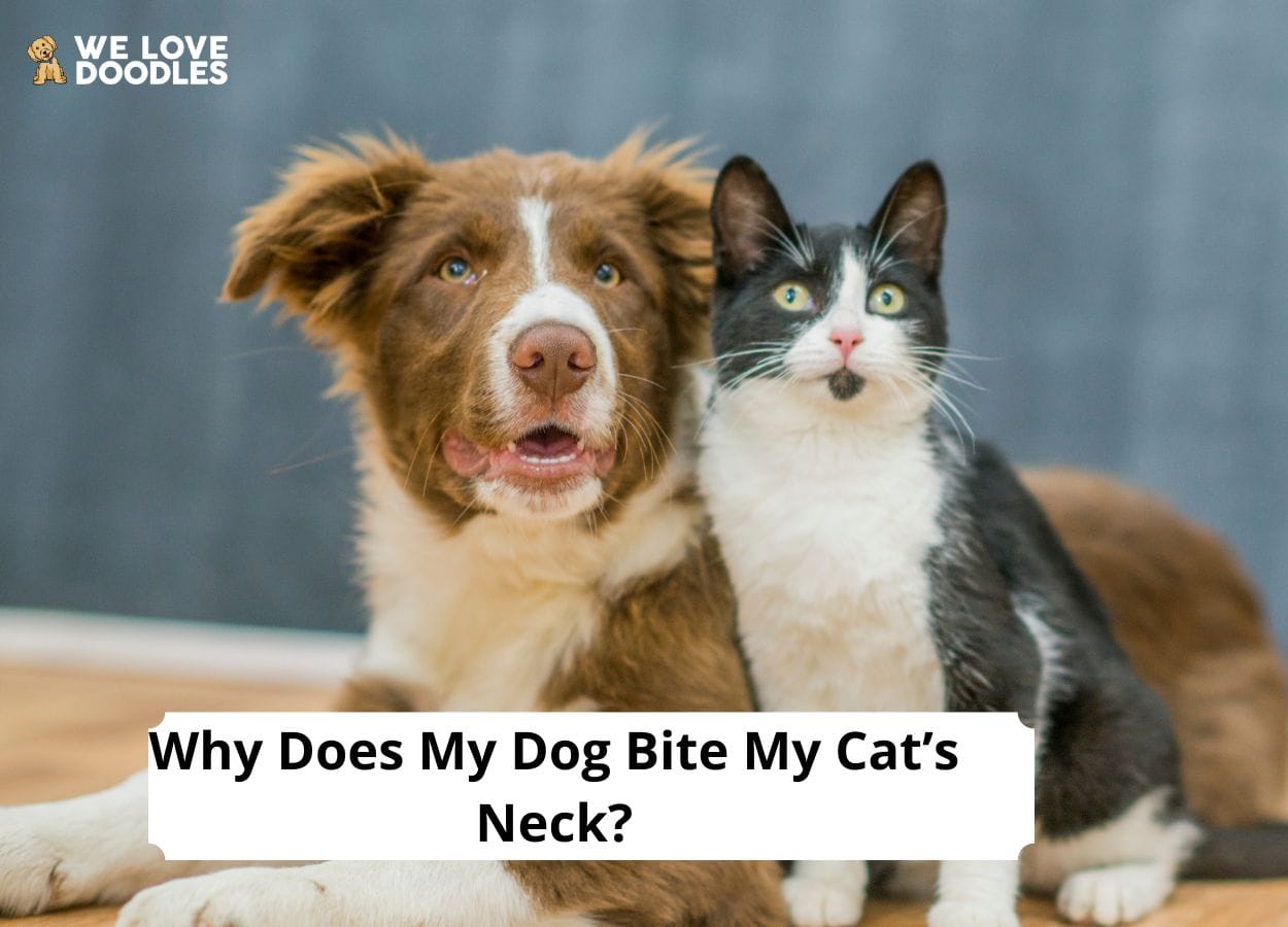 Why Does My Dog Bite My Cat’s Neck? 5 Reasons! (2024) We Love Doodles