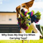 Why Does My Dog Cry When Carrying Toys