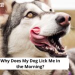 Why Does My Dog Lick Me in the Morning