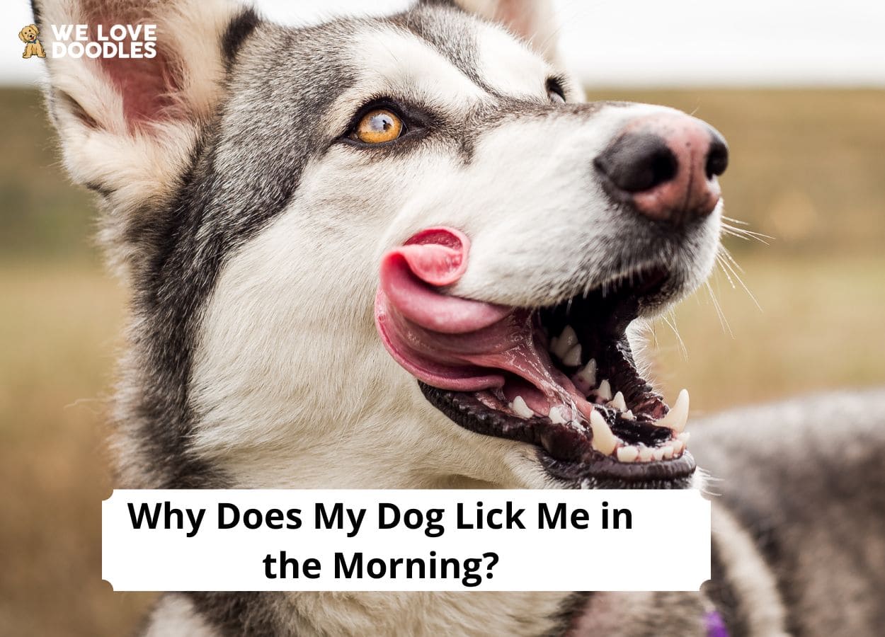 why does my dog lick me then bite me