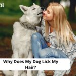 Why Does My Dog Lick My Hair