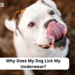 Why Does My Dog Lick My Underwear