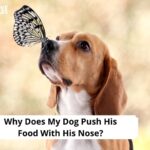 Why Does My Dog Push His Food With His Nose