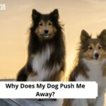 Why Does My Dog Push Me Away
