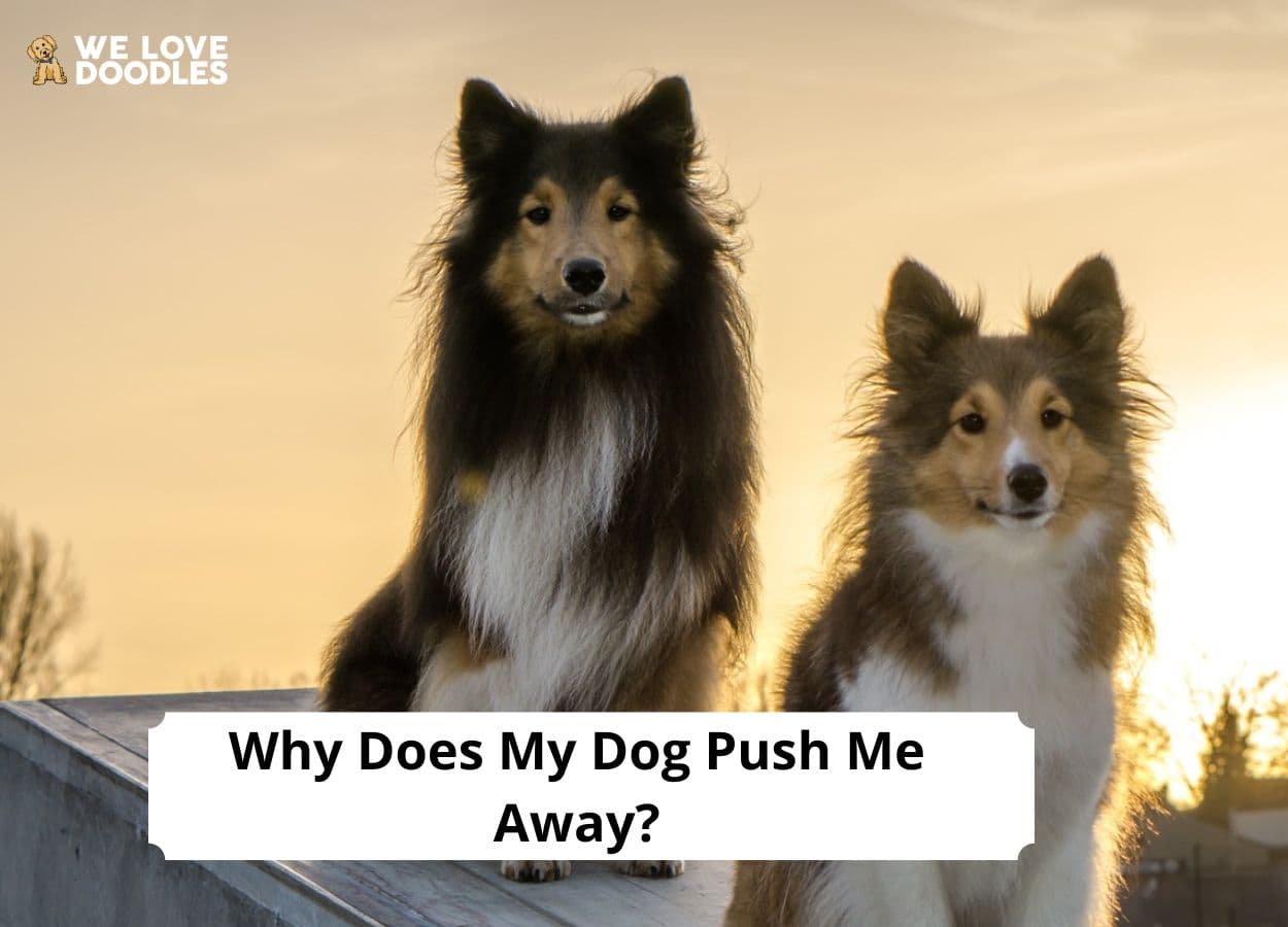 Why Does My Dog Push Me Away? 5 Reasons! (2023) - We Love Doodles