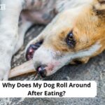 Why Does My Dog Roll Around After Eating