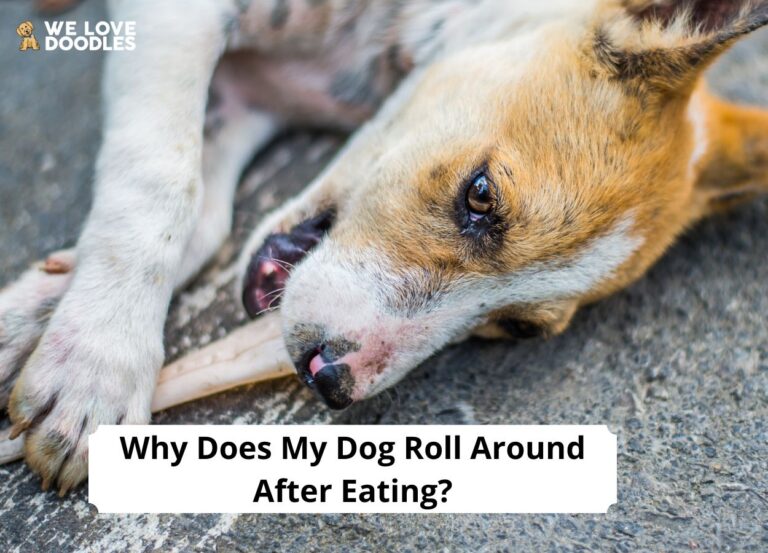 Why Does My Dog Roll Around After Eating