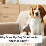 Why Does My Dog Sit Alone in Another Room
