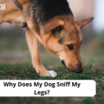 Why Does My Dog Sniff My Legs