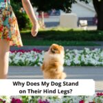 Why-Does-My-Dog-Stand-on-Their-Hind-Legs-template