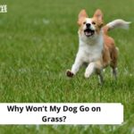 Why Won’t My Dog Go on Grass