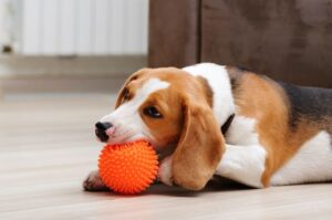 why do dogs cry at squeaky toys