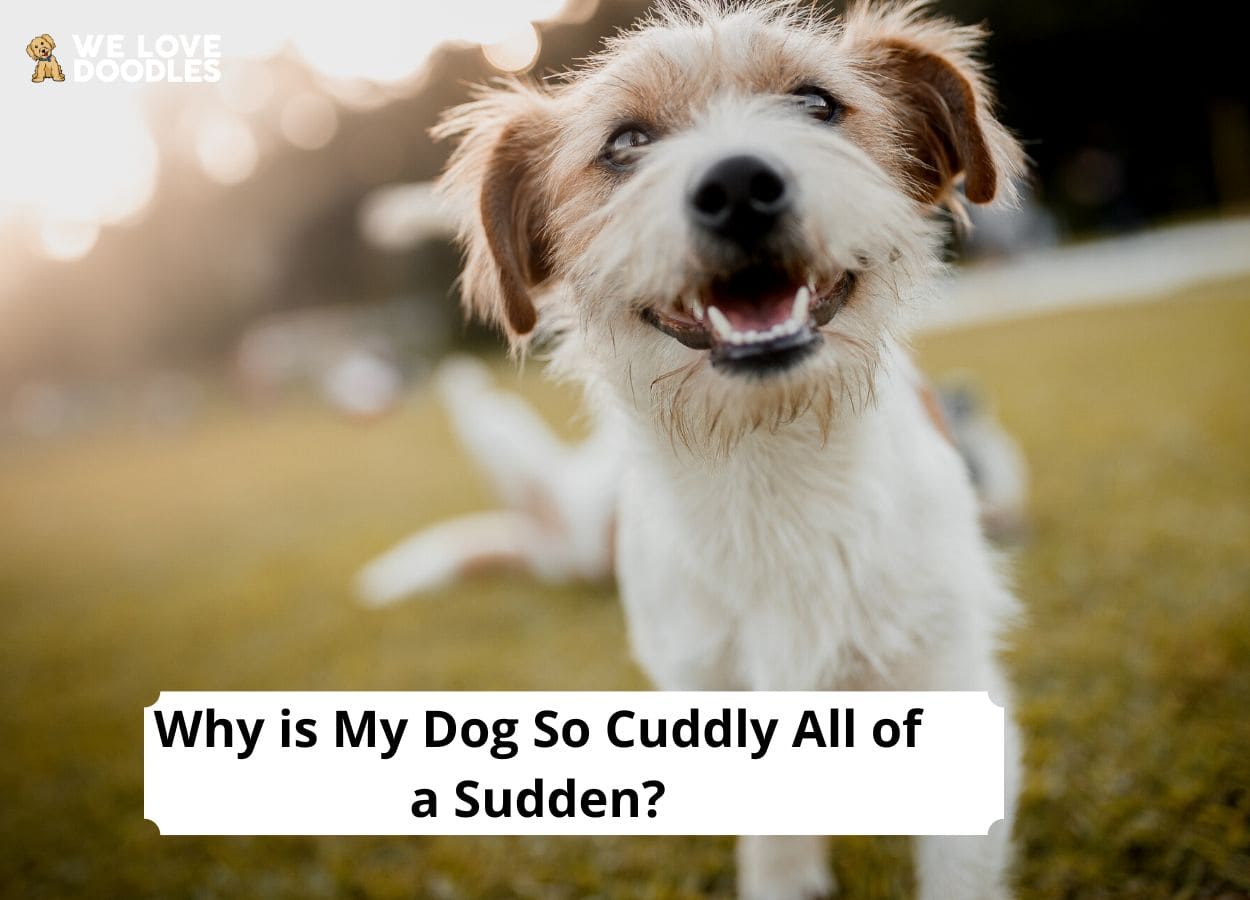 what breeds of dogs are cuddly