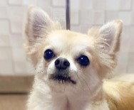 Your Chihuahua Might Have a Longer Tongue