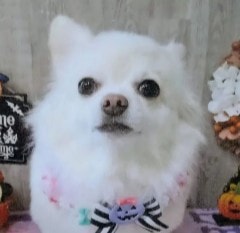 Your Chihuahua's Tongue is Sticking Out Because It's Excited