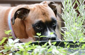 can dogs eat clover sprouts