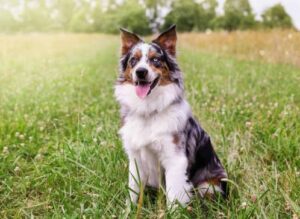 can dogs eat clover sprouts