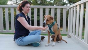 Training Solutions for Dogs Who Eat Everything