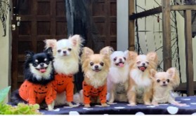 Your Chihuahua Could Have Rotten Teeth