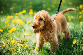 1. Friends United with the Richmond Shelter (CockerSpanielVA)