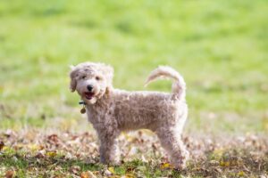 1. Happy Tails of Central Ohio (BichonFriseOH)