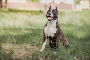 What kind of dog looks like a tiger?