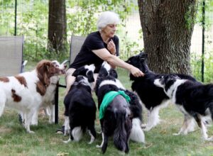 3. Glen Highland Senior Collie Rescue (BorderCollieVA)