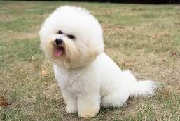 4. Pawsitive Hearts  (BichonFriseOH)