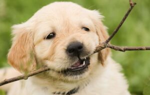 how long do puppies teeth stay sharp