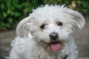 5. Charlie's Wish Animal Rescue (BichonFriseOH)