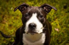 6 Best Pitbull Rescues in Maryland!