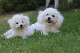 6. PAWS Adoption Center (BichonFriseOH)