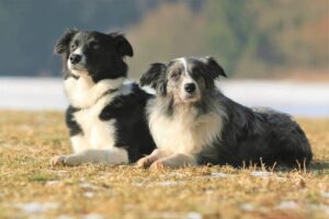 A New Leash on Life (BorderCollieOR)