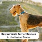 Airedale Terrier Rescues