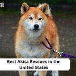 Akita Rescues