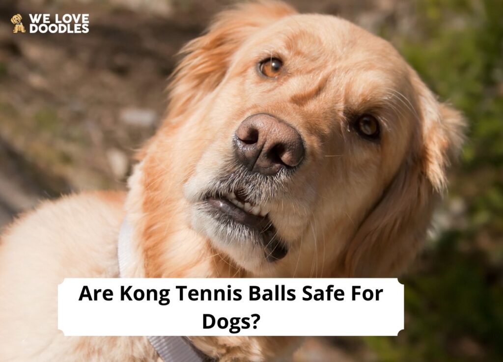 Are Kong Tennis Balls Safe For Dogs?