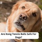 Are Kong Tennis Balls Safe For Dogs