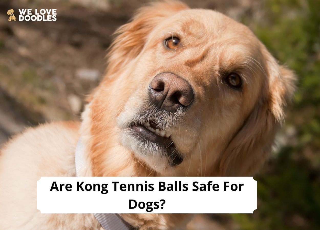 are normal tennis balls safe for dogs