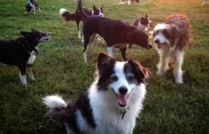 Atlantic Region Central Border Collie Rescue, Inc (BorderCollieVA)