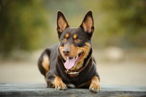 Australian Kelpie (Dog-LikeDoberman)
