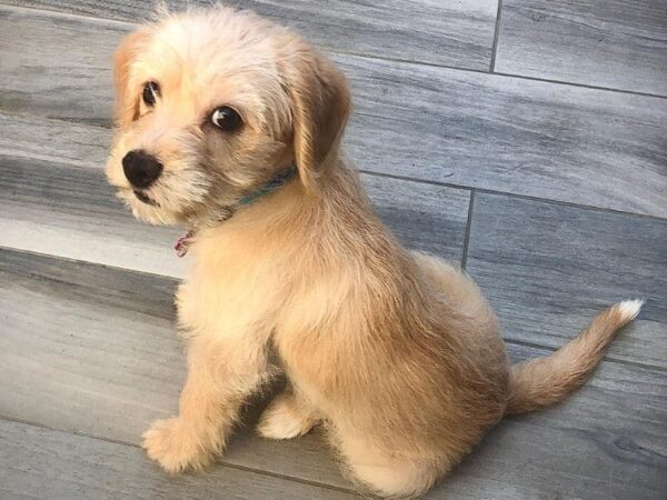 Beagle Poodle Mix (Poogle)- What You Need To Know! - We Love Doodles
