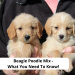 Beagle-Poodle-Mix-What-You-Need-To-Know-template