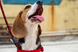 Beagle Rescue, Education, and Welfare (BREW) – Maryland (BeagleUSA)
