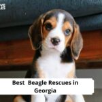 Beagle Rescues in Georgia