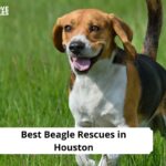 Beagle Rescues in Houston