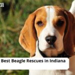 Beagle Rescues in Indiana