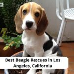Beagle Rescues in Los Angeles, CA